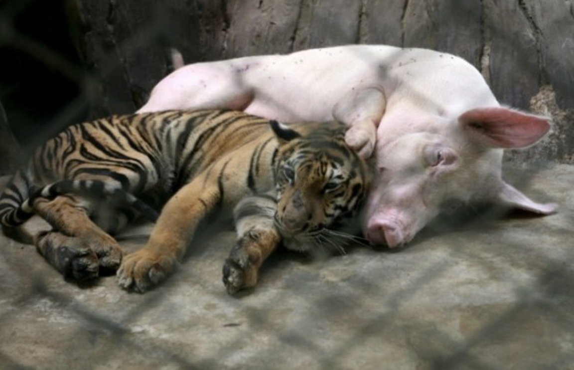 Hình ảnh chú hổ và lợn mẹ quấn quýt bên nhau. (Ảnh: Internet)