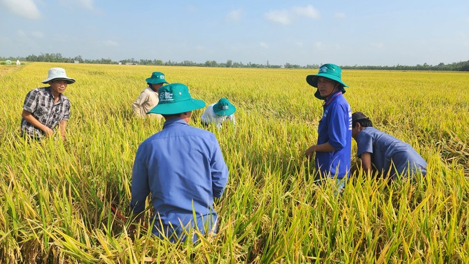 Mô hình sản xuất lúa carbon thấp, giúp giảm phát thải khí nhà kính tại huyện Thới Lai, thành phố Cần Thơ. (Ảnh: Kim Anh/Báo Nông nghiệp Việt Nam).