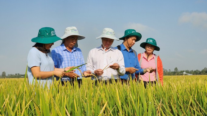 Sở Nông nghiệp và Phát triển nông thôn thành phố Cần Thơ tham quan mô hình sản xuất lúa các bon thấp vụ đông xuân 2022 – 2023 tại huyện Thới Lai, thành phố Cần Thơ. (Ảnh: Kim Anh/Báo Nông nghiệp Việt Nam)