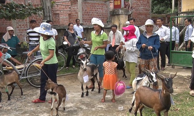 Tổ chức PICCA (Úc) tài trợ dê giống cho 60 hộ gia đình ảnh hưởng chất độc da cam