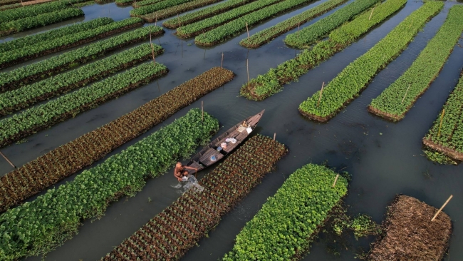 Kỹ thuật cổ xưa giúp Bangladesh ứng phó với biến đổi khí hậu