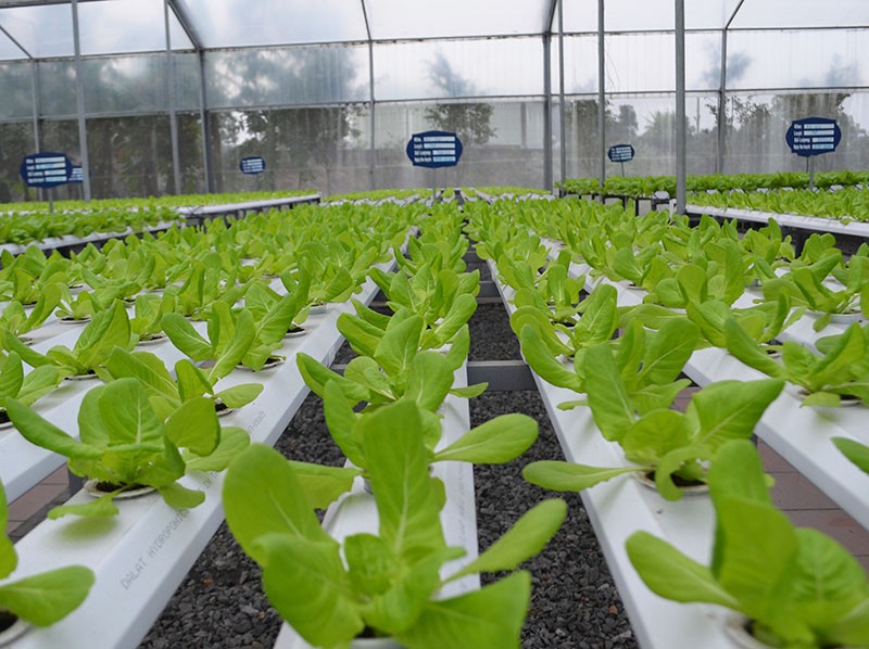 Mô hình rau thủy canh của Green Farm Mạo Khê (TX Đông Triều) phát triển tốt nhờ công nghệ tưới nước tự động (Ảnh: Báo Quảng Ninh).
