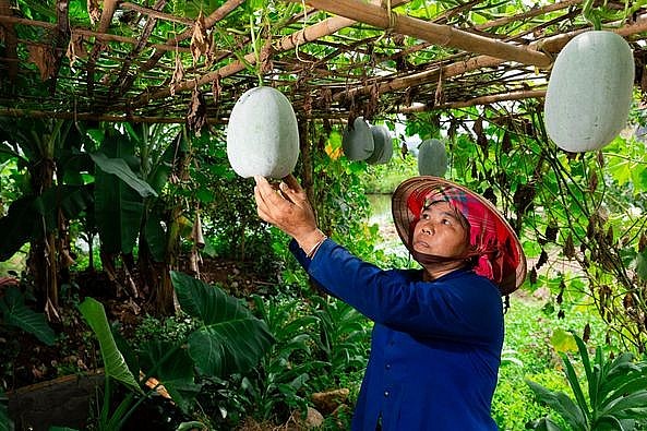 Mô hình vườn nhà cải thiện bữa ăn cho người dân nghèo Tân Uyên (Lai Châu)