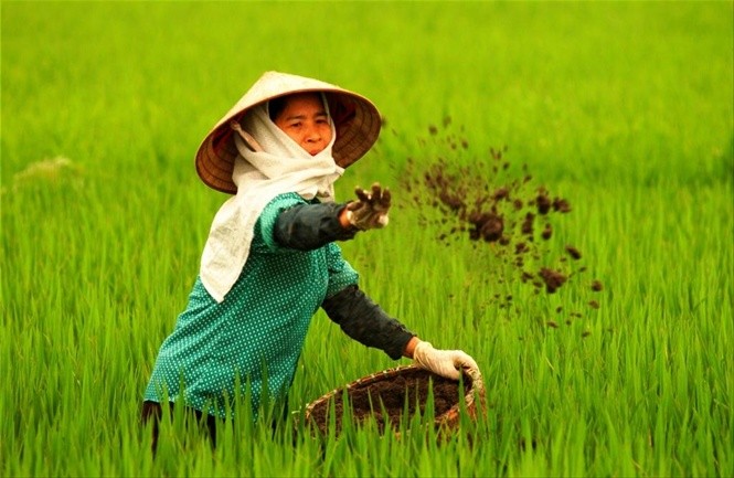 Sử dụng phân bón hữu cơ hướng tới phát triển nền nông nghiệp hữu cơ. (Ảnh: datsachhuuco.com)