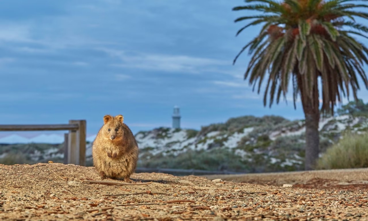 Thăm thú đảo Rottnest - Hòn đảo có quá khứ bí ẩn tại Úc