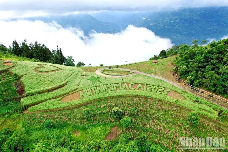 Đồi tam giác mạch trắng của gia đình anh Cư Seo Trô, ở Phố Thầu, Si Ma Cai là điểm đến ưa thích của du khách kỳ nghỉ lễ 2/9. (Ảnh: ĐÌNH NAM)