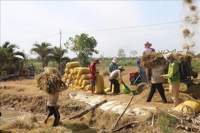Thu hoạch lúa trong mô hình lúa tôm ở xã Phú Tân huyện Tân Phú Đông tỉnh Tiền Giang (Ảnh TTXVN).
