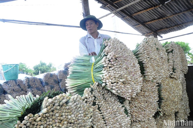 Cây sả đã giúp rất nhiều hộ dân ở huyện Tân Phú Đông tỉnh Tiền Giang thoát nghèo vươn lên làm giàu (Ảnh Nhân Dân).