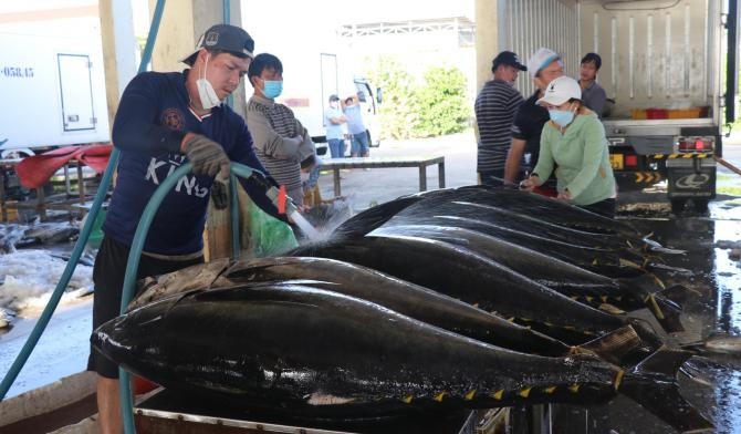 Thu mua cá ngừ đại dương tại cảng Đông Tác, TP Tuy Hòa, tỉnh Phú Yên. (Ảnh: Báo Nông nghiệp Việt Nam).