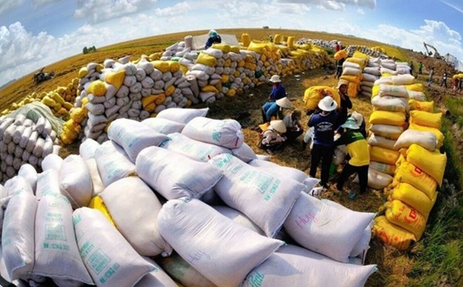 Việt Nam xuất bán 921 nghìn tấn gạo trong tháng 8. Ảnh: TTXVN.