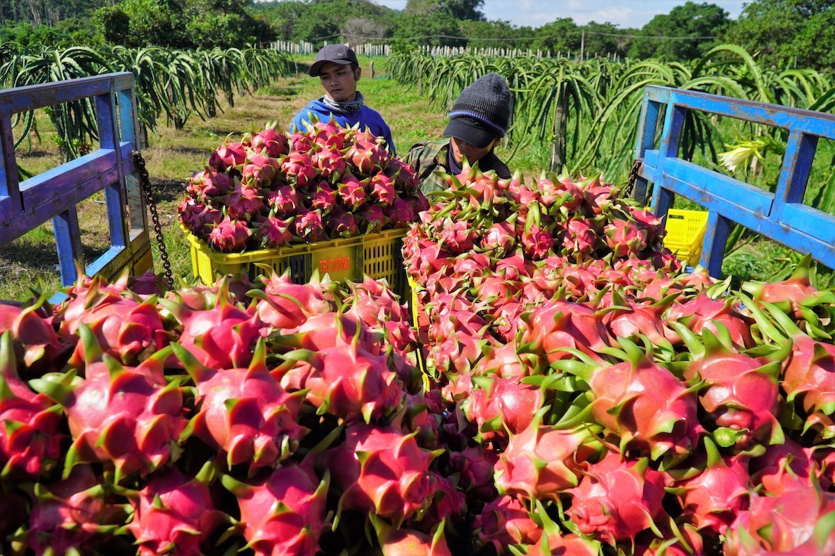 Hợp tác đưa trái cây Việt sang Italy