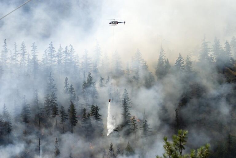 Biến đổi khí hậu làm tăng các đám cháy rừng trên toàn cầu. (Ảnh: iStock)