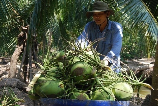 Bến Tre phát triển vùng nguyên liệu dừa hữu cơ nâng giá trị sản xuất Ảnh TTXVN