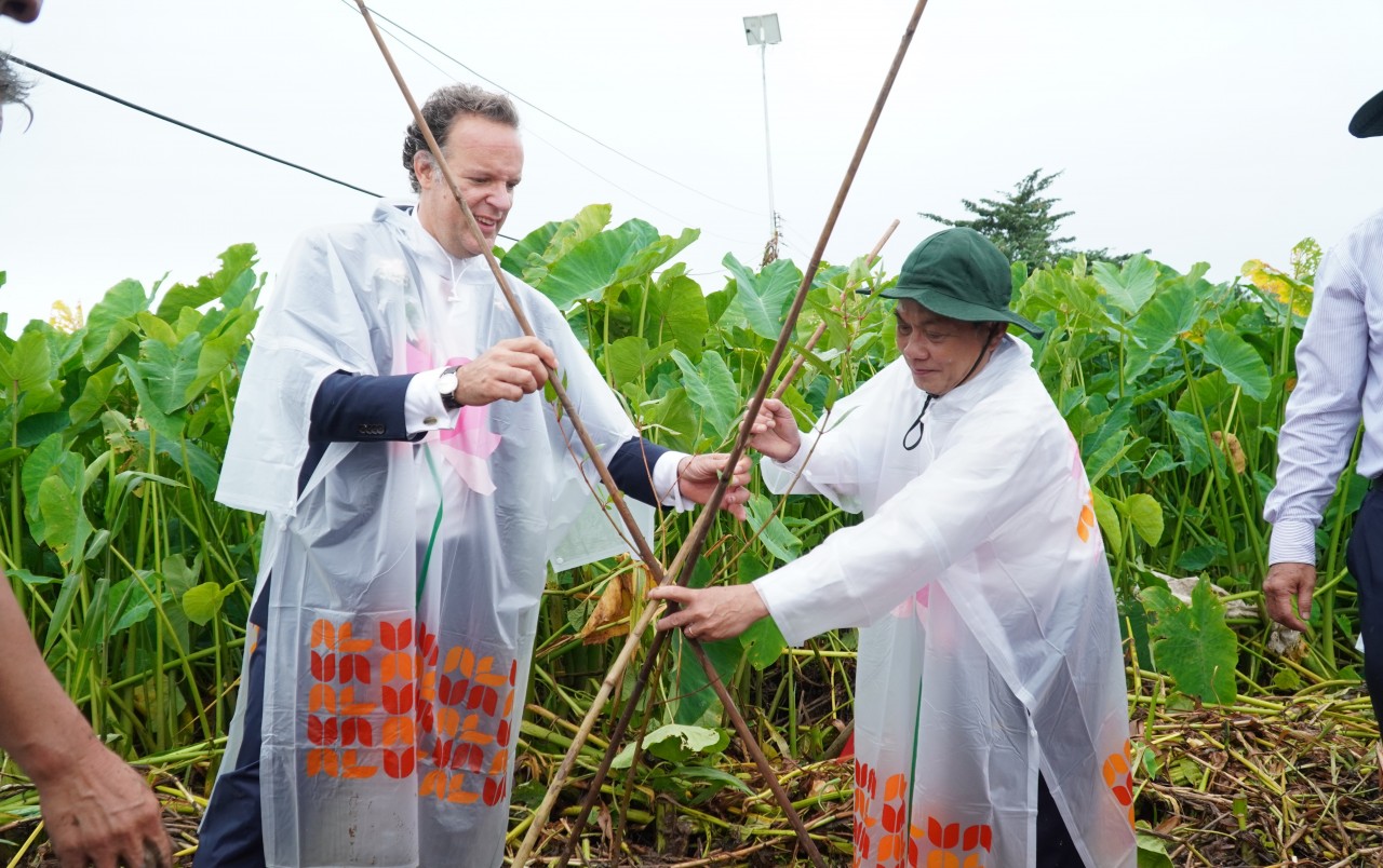 Tổng Lãnh sự Hà Lan tại TP HCM trồng cây chống xói lở bờ sông tại Cần Thơ