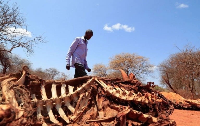 Một người chăn gia súc đi ngang qua xác con bò sau đợt hạn hán kéo dài gần biên giới Kenya Ethiopia ở làng Eresteno vùng Mandera Kenya Ảnh Reuters