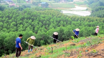 Việt Nam trồng và khôi phục rừng để giảm tác động của biến đổi khí hậu