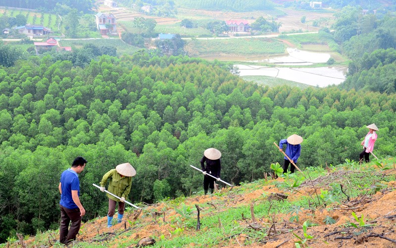 Việt Nam đang tích cực thực hiện đề án Trồng 1 tỷ cây xanh. (Ảnh: Báo Tuyên Quang)