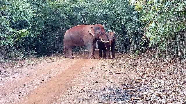 Voi châu Á ở Khu bảo tồn voi Quảng Nam là ví dụ tiêu biểu về đa dạng sinh học của Việt Nam (Ảnh: Khu bảo tồn voi Quảng Nam)