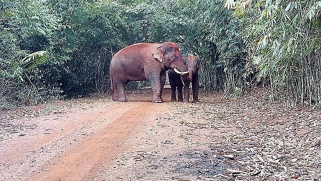 Hoa Kỳ hỗ trợ tỉnh Quảng Nam 43.000 USD bảo tồn voi