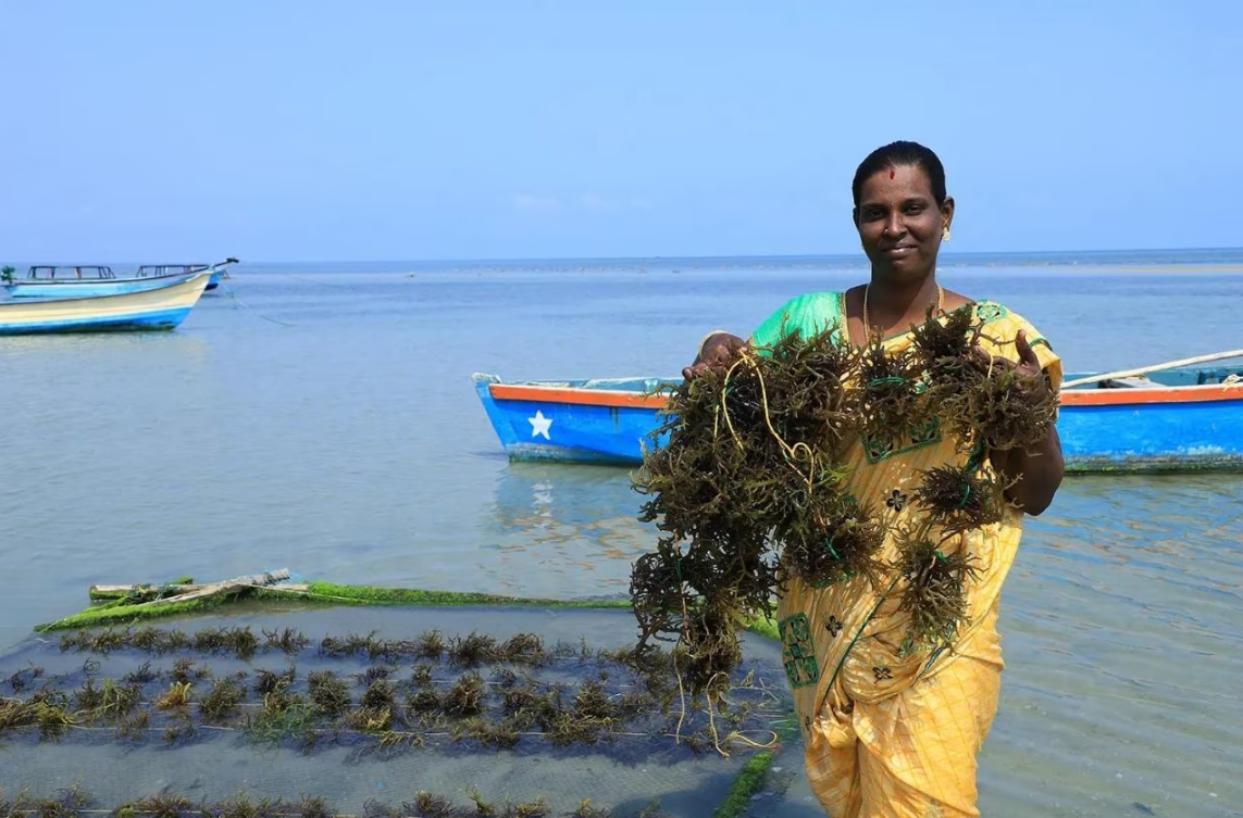 Phụ nữ Goa nuôi trồng rong biển để kiếm sống vừa bảo vệ môi trường sống Ảnh UCA News