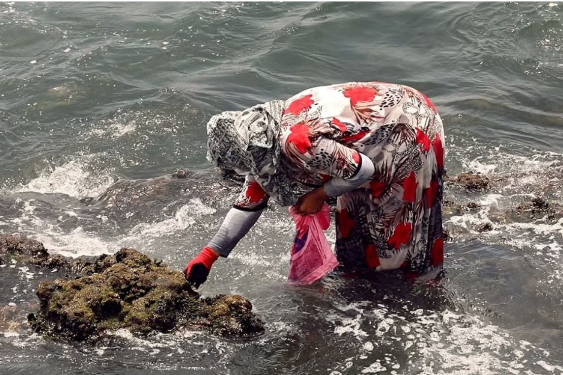 Mỗi ngày nữ ngư dân trải qua hàng giờ trong nước biển và di chuyển trên những mỏm đá sắc nhọn để thu thập sò và các loại hải sản khác Ảnh UN Women
