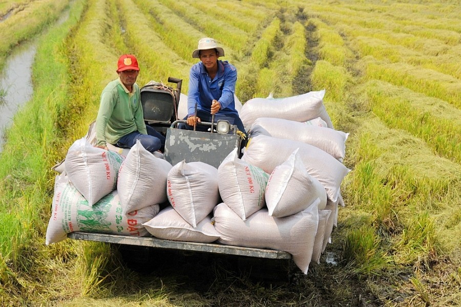 Việt Nam có thêm cơ hội xuất khẩu 600.000 tấn gạo sang Indonesia