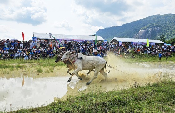 Đua bò Bảy Núi là ngày hội độc đáo ở An Giang.