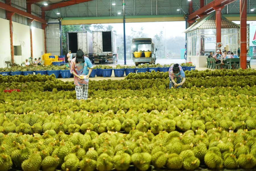 Sầu riêng: mặt hàng thu ngoại tệ lớn nhất ngành rau quả Việt 9 tháng đầu năm