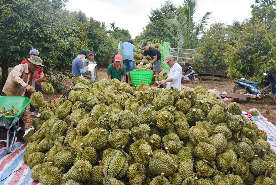 Nông dân Đắk Lắk vào chính vụ thu hoạch sầu riêng. (Ảnh: Báo Tin tức)