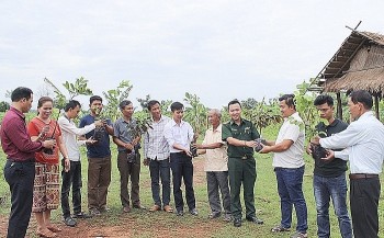 Nông dân Lào phát triển kinh tế từ dự án nông nghiệp của Việt Nam