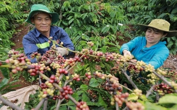 Khối lượng xuất khẩu cà phê của VN sẽ bị tác động trực tiếp khi EUDR chính thức áp dụng