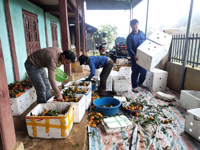 Người bản Mường làm giàu trên vùng đất khó