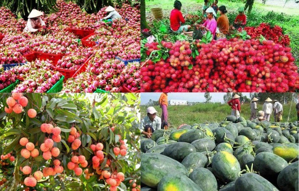 Mở rộng thị phần xuất khẩu nông sản Việt Nam sang Trung Quốc