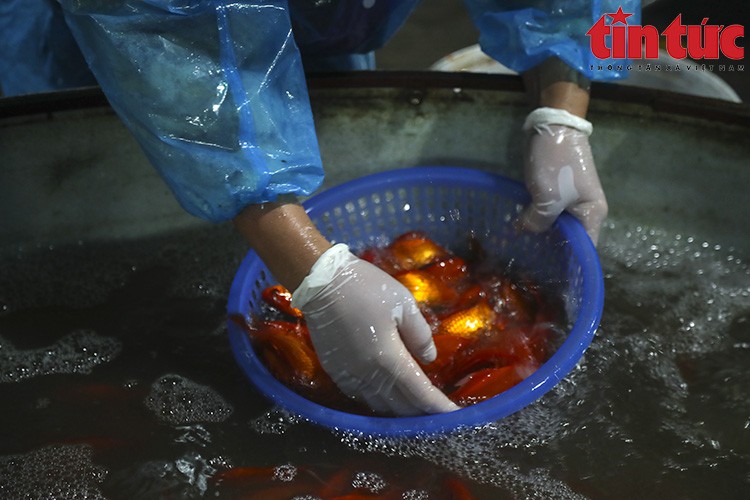 Chợ Yên Sở đỏ ối cá chép tiễn ông Công ông Táo về trời Chợ Yên Sở đỏ ối cá chép tiễn ông Công ông Táo về trời