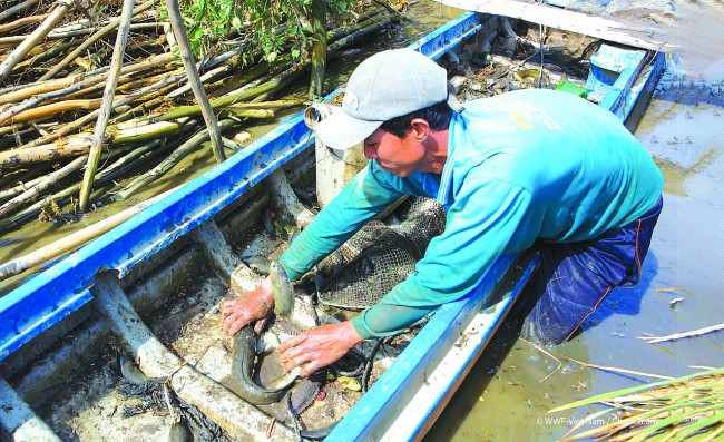 WWF: Cùng Việt Nam sống xanh và bền vững