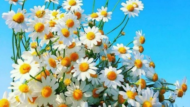 Tử vi cuối tuần 12 cung hoàng đạo (2-3/3/2024): Xử Nữ mất điểm với cấp trên