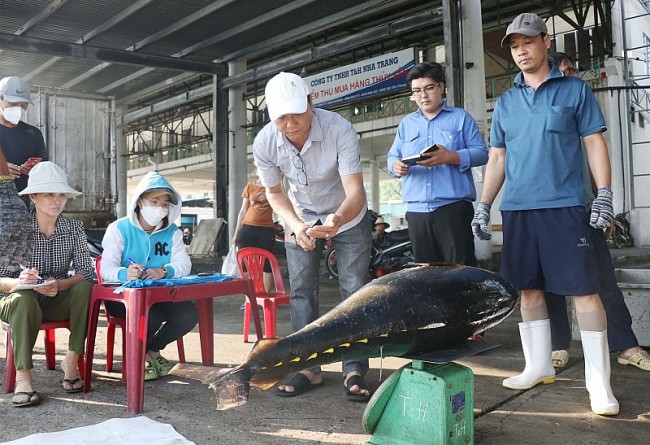 Ngư dân Khánh Hoà, Quảng Ngãi đón “lộc biển” đầu năm Giáp Thìn 2024