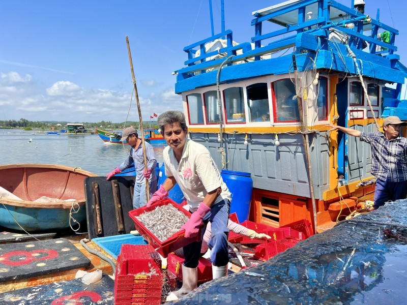 Ngư dân Khánh Hoà, Quảng Ngãi đón “lộc biển” đầu năm Giáp Thìn 2024