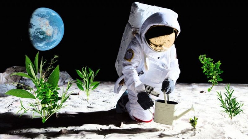 Phi hành gia Chương trình Artemis sẽ mang cây trồng lên Mặt trăng vào năm 2026. (Ảnh: istock)
