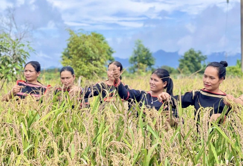 Liên hợp quốc chọn 2026 là năm quốc tế phụ nữ làm nông nghiệp