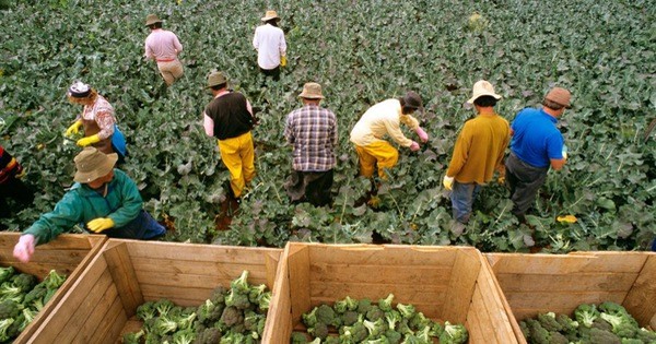 Ads (0:00) Australia triển khai thị thực lao động nông nghiệp mới vào tháng 9/2021 - Ảnh 1. Thu hoạch bông cải xanh gần Robinvale ở Victoria, Australia. Ảnh minh hoạ: jacobinmag.com