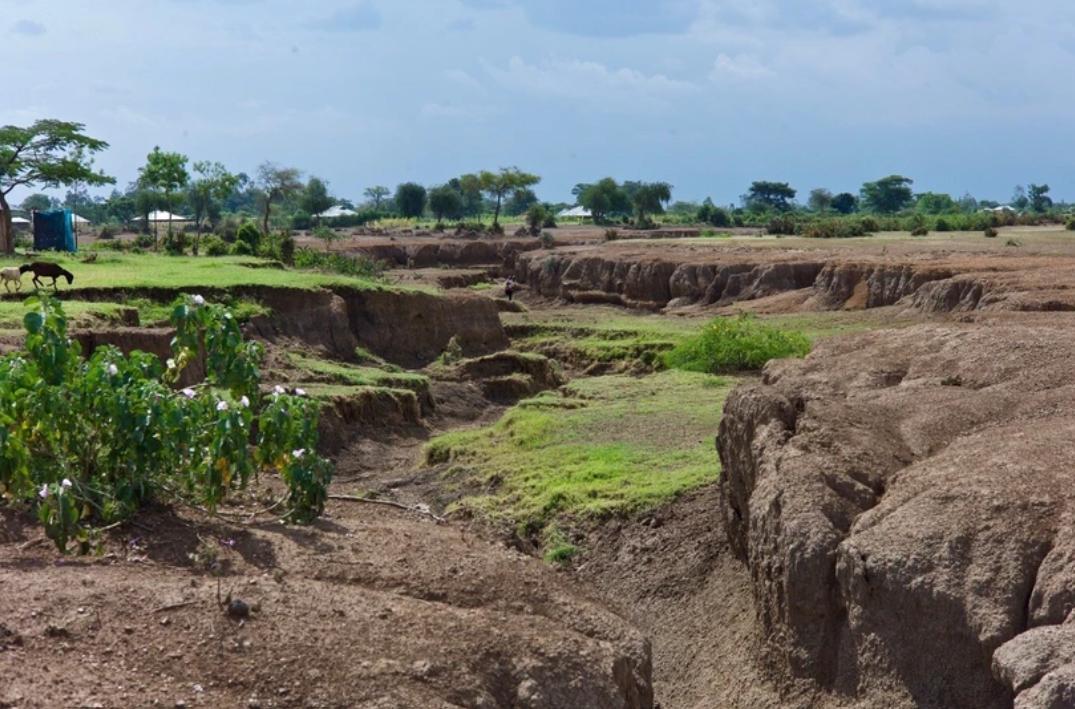 Suy thoái đồng cỏ do chăn thả quá mức gây ra xói mòn đất quá mức ở Kenya. (Ảnh: Phys)