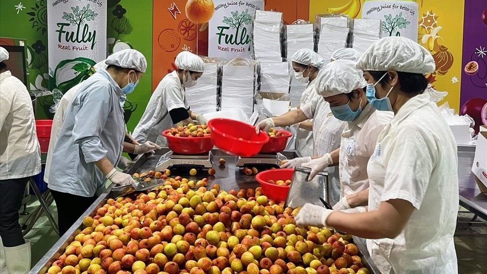 Bắc Giang xuất khẩu gần 6.000 tấn vải thiều sang thị trường quốc tế