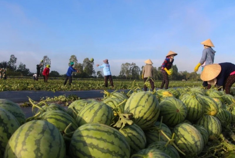 Rau quả Việt Nam có nhiều triển vọng xuất khẩu vào thị trường Đức.