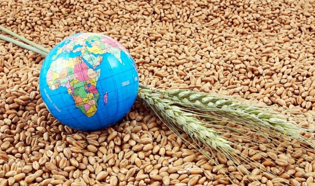 FAO: Sản lượng ngũ cốc toàn cầu năm 2024 gần 2.900 triệu tấn