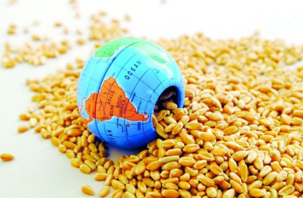 FAO: Sản lượng ngũ cốc toàn cầu năm 2024 gần 2.900 triệu tấn 1