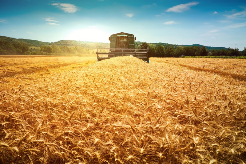 FAO: Sản lượng ngũ cốc toàn cầu năm 2024 gần 2.900 triệu tấn 3
