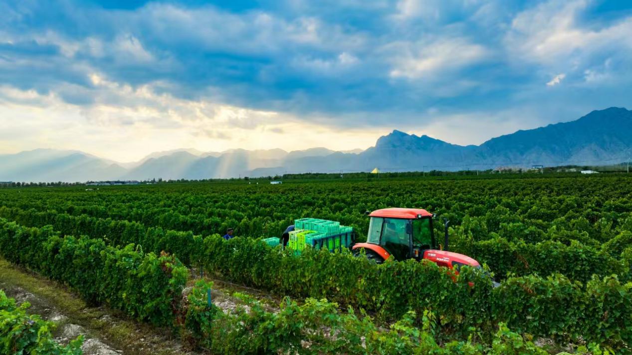 A grape plantation at the eastern foot of Helan Mountain in Ningxia