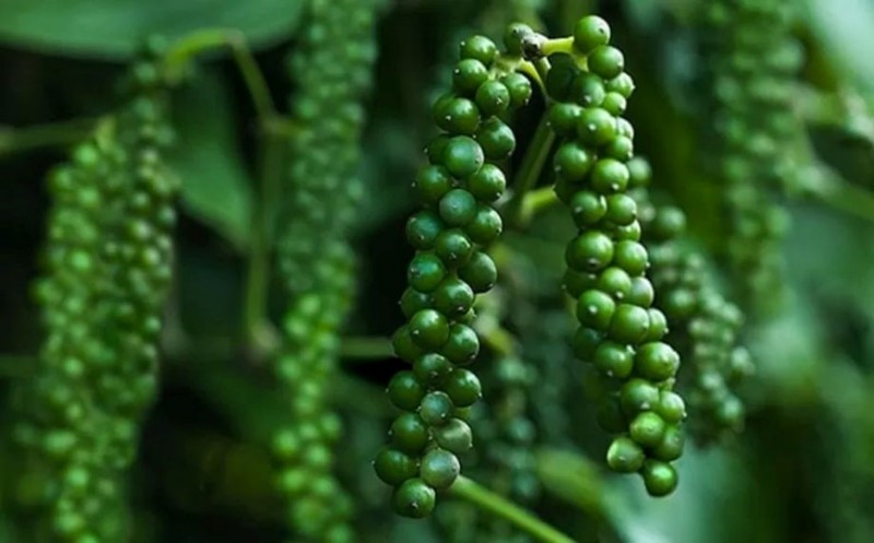 Tháng 7/ 2024: Xuất khẩu hồ tiêu sang Trung Quốc giảm mạnh