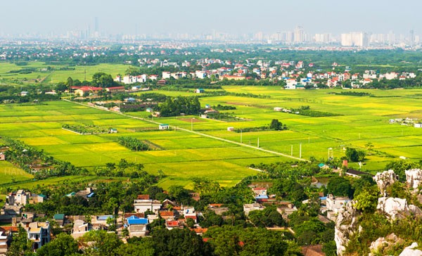 Hà Nội đã có nhiều mô hình cánh đồng mẫu lớn mang lại hiệu quả kinh tế cao (Ảnh: VT.L).